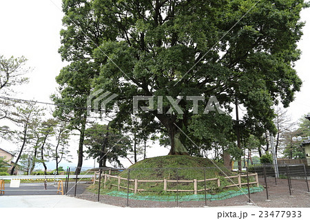 雨上がりの箱根旧街道錦田一里塚 23477933