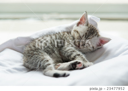 Cute lonely kitten 23477952