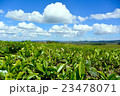 マラウィ・チョロのお茶畑の風景 23478071