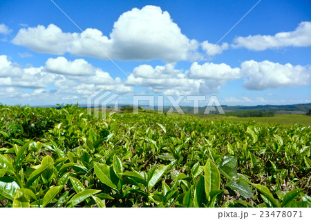 マラウィ・チョロのお茶畑の風景 23478071