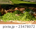 マラウィ・チョロのお茶畑の風景 23478072