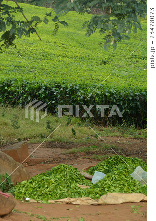 マラウィ・チョロのお茶畑の風景 23478073