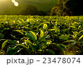 マラウィ・チョロのお茶畑の風景 23478074