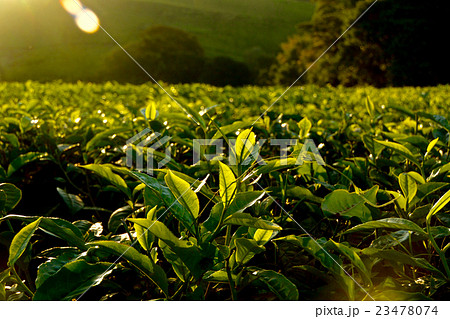 マラウィ・チョロのお茶畑の風景 23478074
