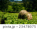マラウィ・チョロのお茶畑の風景 23478075