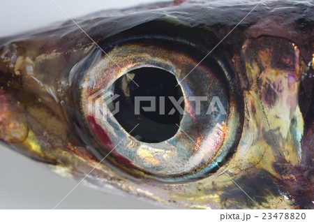 ニギス(似鱚) 魚眼拡大 ニギス(似鱚) 魚眼拡大 23478820