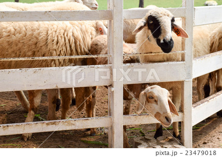 flock of sheep on green grass flock of sheep on green grass 23479018