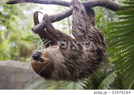 Young Hoffmann's two-toed sloth on the tree 23479194