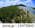 西表島　浦内川のマングローブ 23479840
