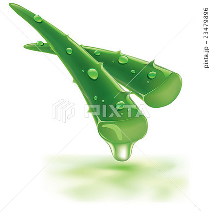 aloe vera with fresh drops of water 23479896