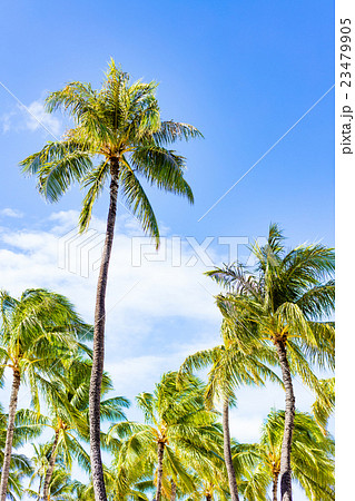 ハワイ ヤシの木の写真素材