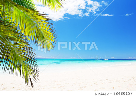 Coconut Palm trees on white sandy beach 23480157
