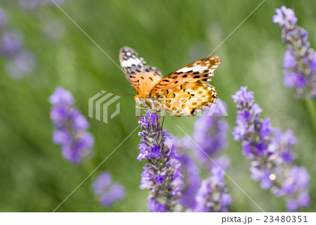 河口湖　大石公園のラベンダーと蝶 23480351