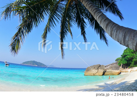 ヤシのビーチ ヤシのビーチ 23480458