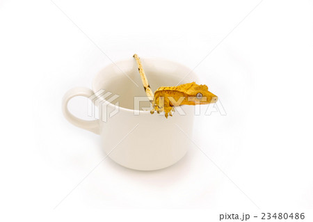 クレステッドゲッコー クレステッドゲッコー 23480486