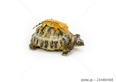 クレステッドゲッコーとリクガメ クレステッドゲッコーとリクガメ 23480488