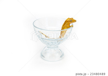 クレステッドゲッコー 23480489