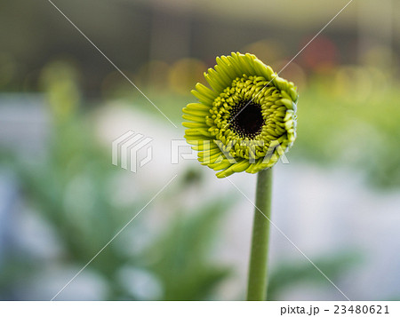 Green little flower Green little flower 23480621