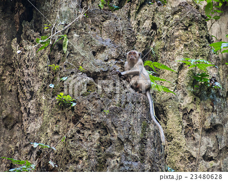 Monkey on the cliff 23480628