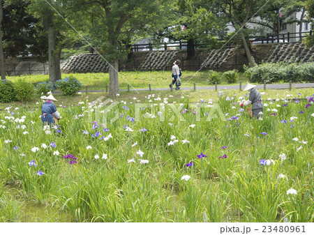 水元公園でおこなわれるショウブの花摘み作業の写真素材
