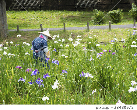 水元公園でおこなわれるショウブの花摘み作業の写真素材