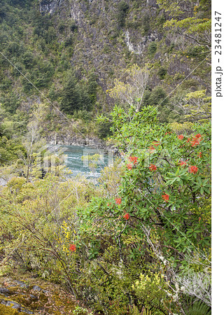 View of Vicente Perez Rosales National Park -Chile 23481247