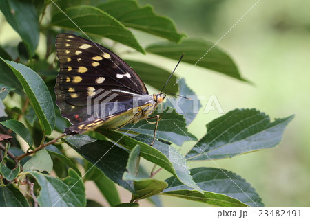 オオムラサキ♀ 23482491