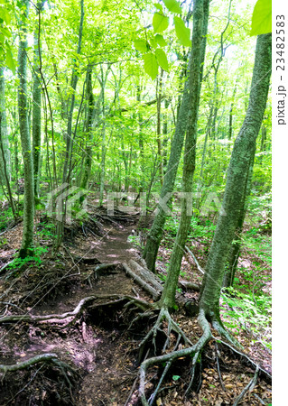 くじゅう登山 23482583