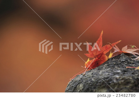 落紅葉 23482780