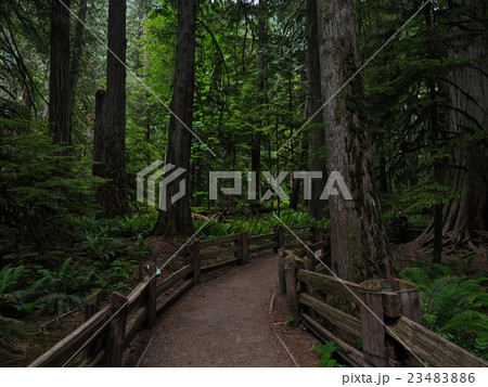 Cathedral Grove カナダ　ビクトリア　大自然 23483886
