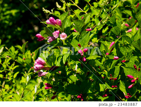 タニウツギ タニウツギ 23483887