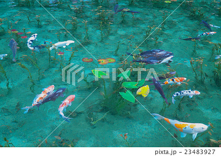 モネの池 - 睡蓮 水の風景 モネの池 - 睡蓮 水の風景 23483927