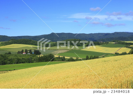 北海道　上富良野町　パッチワークの丘 23484018