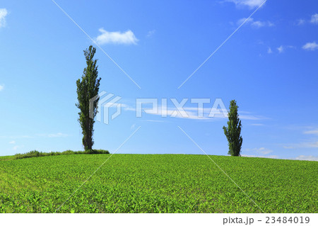 北海道　美瑛町　2本のポプラと広い空 23484019