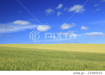 北海道　美瑛町　色づく麦畑と流れる雲 23484033