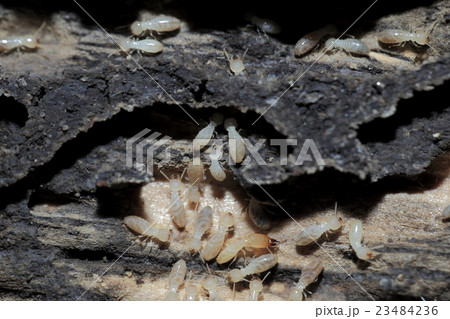 シロアリ シロアリ 23484236