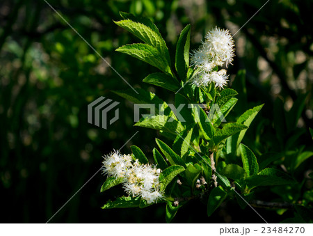 サワフタギ 23484270