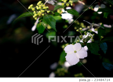 コガクウツギ 23484714