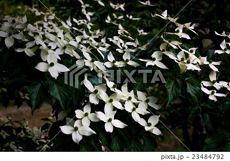 ヤマボウシ 23484792