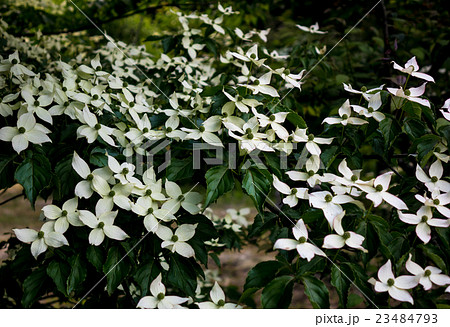 ヤマボウシ 23484793