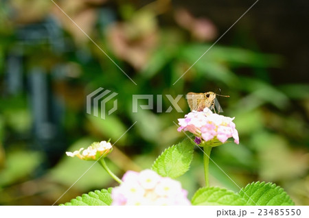 イチモンジセセリ　昆虫 23485550