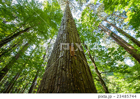 樹高日本一　『きみまち杉』　秋田県 23485744
