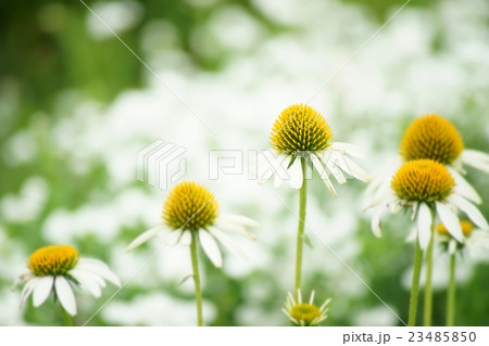 シロバナバレンギク 23485850