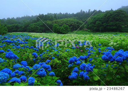 一関　みちのくあじさい園 23486267