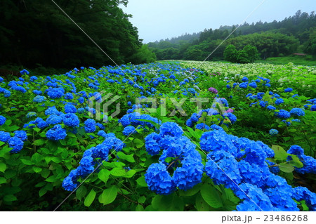一関 みちのくあじさい園 一関 みちのくあじさい園 23486268