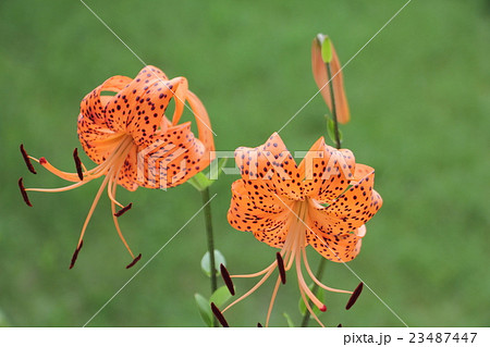 オニユリ オニユリ 23487447