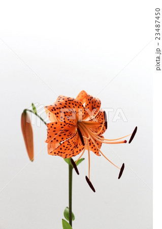 オニユリ 23487450