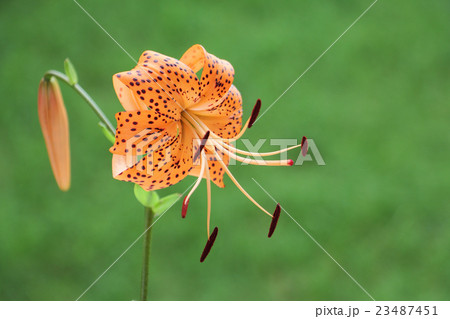 オニユリ 23487451