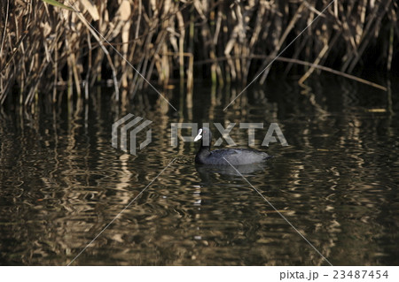 オオバン 23487454
