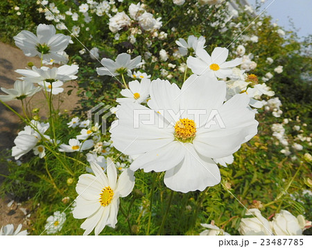 コスモス 23487785